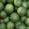 大荔范家贺正民6月京欣西瓜