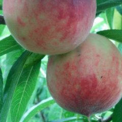 来安半塔刘宝良6月春雪蜜桃