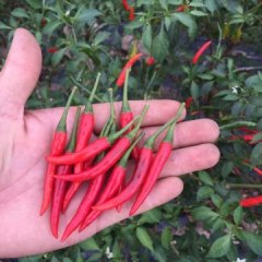 广西钦南新一代朝天椒辣椒何去何从