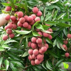 2015桂平又大又甜的荔枝大量上市啦