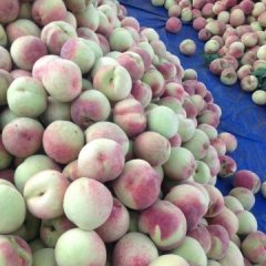 山亭水泉马洪安7月大红桃蜜桃