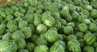 太康考主杨福函7月花皮无籽西瓜