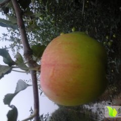 2015临猗苹果抓住商机无限