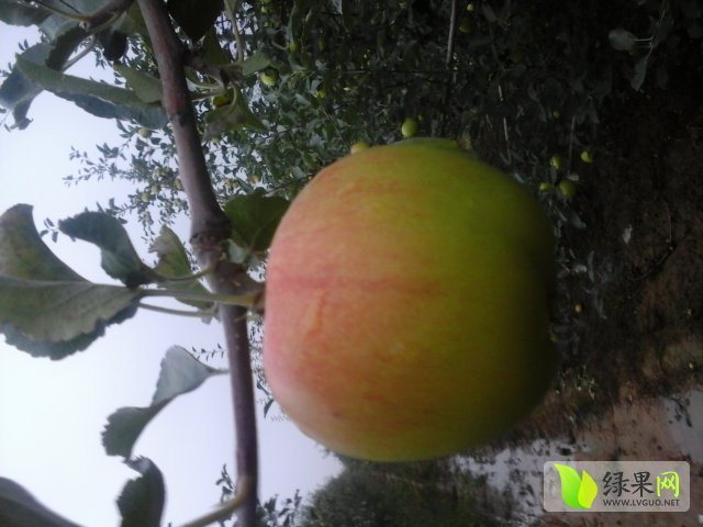 2015年山西临猗藤木价格