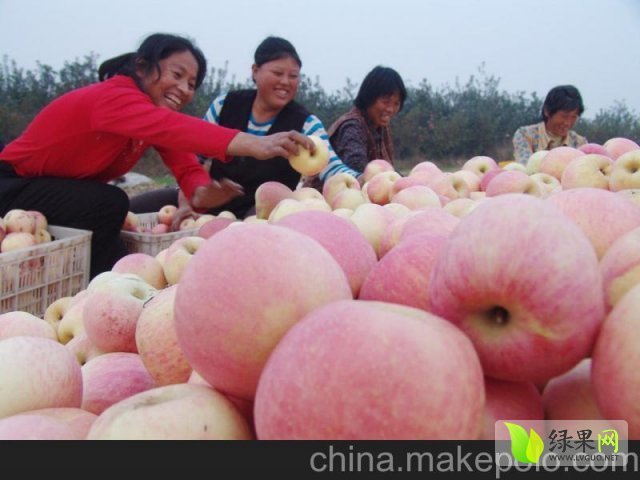 2015年陕西大荔苹果价格