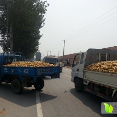 平度土豆价格行情