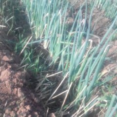 章丘龍泉吕先生1月章丘大葱