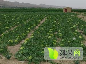 甘肃会宁金花西瓜营养丰富
