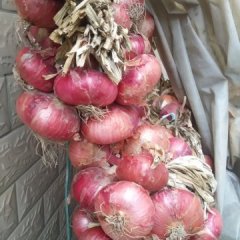 江苏大丰红皮洋葱价格适宜