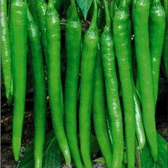 睢阳李口李红伟7月线椒辣椒