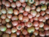 凌海露地传奇西红柿七月大量上市