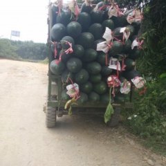 英德冬瓜欢迎合作,浛洸曾金兴诚信合作