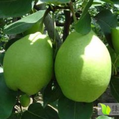 蒲城梨价格适宜,东阳屈洋洋诚信合作