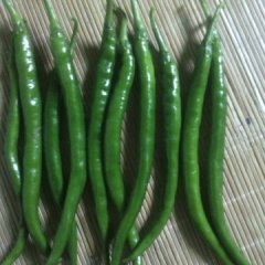 金乡马庙刘红波7月湘辣七号辣椒