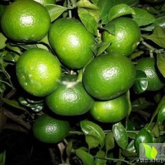 富川福利朱呈雄8月温州密柑柑橘