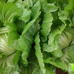 广西富川包心芥菜质量上乘