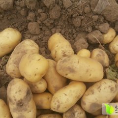 山东滨州 土豆代办综合服务中心 崔志豪 诚信合作