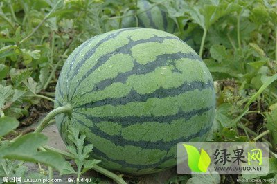 新红宝价格