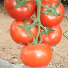 喀喇沁旗西红柿假一赔十,王爷王小二诚信合作