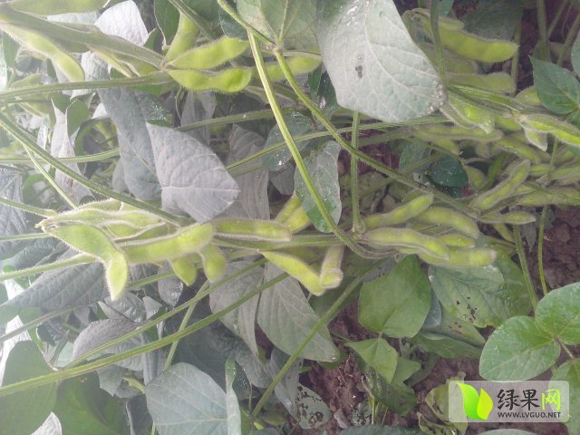 2015年山东郯城毛豆角价格