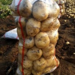 2015兴城中薯五号土豆值得出手