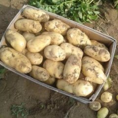急售--辽宁北镇张建国20亩荷兰七、十五大土豆