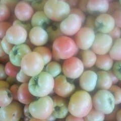 山东东昌府硬粉西红柿名优产品