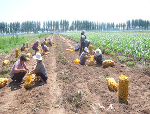 2015绥中土豆值得出手