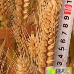 永城王集刘永民7月冬小麦