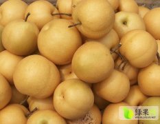 广西桂林供应大量丰水梨 大量批发可享受特价优