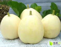 广西桂林供应大量香瓜 大量批发可享受特价优惠