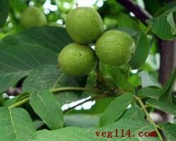 大荔范家翟江涛7月青皮核桃