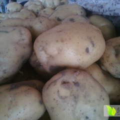 昌黎土豆假一赔十,新集康家俊诚信合作