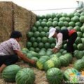 新民西瓜火爆招商中,小梁董新阁诚信合作