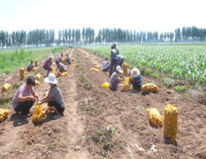 辽宁绥中土豆是名优特产 大量中暑采购中