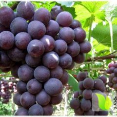 辽宁盖县葡萄穗大粒饱