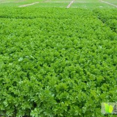 安定7月法国皇后芹菜保质保量