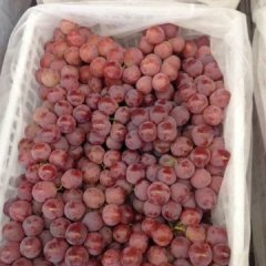 广西江南红提葡萄是名优特产