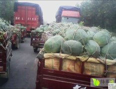 通许大岗7月龙卷风西瓜品质好