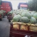 通许大岗7月龙卷风西瓜品质好