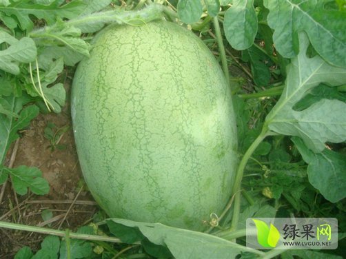 双星价格