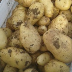 山东寒亭荷兰十五土豆何去何从