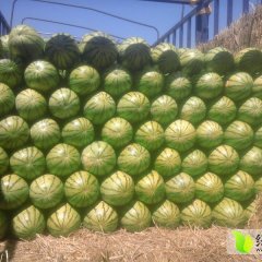 会宁扎子赵首章7月金花一号西瓜