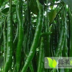 山西大同市青线椒大量上市