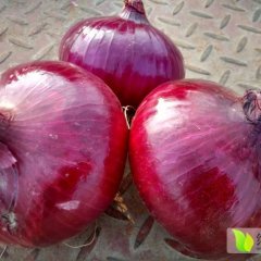 河南南阳优质红皮洋葱大量上市。