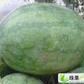 山东单县龙卷风.冠龙.西瓜大量上市了