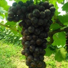 大荔双泉李铁牛7月夏黑葡萄