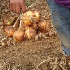 南票高桥7月黄皮洋葱产销两旺