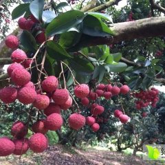 苍梧沙头7月禾荔荔枝无公害