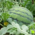 崇明长兴牟锡初7月8424西瓜